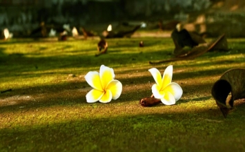 Hoa từ bi đang nở
